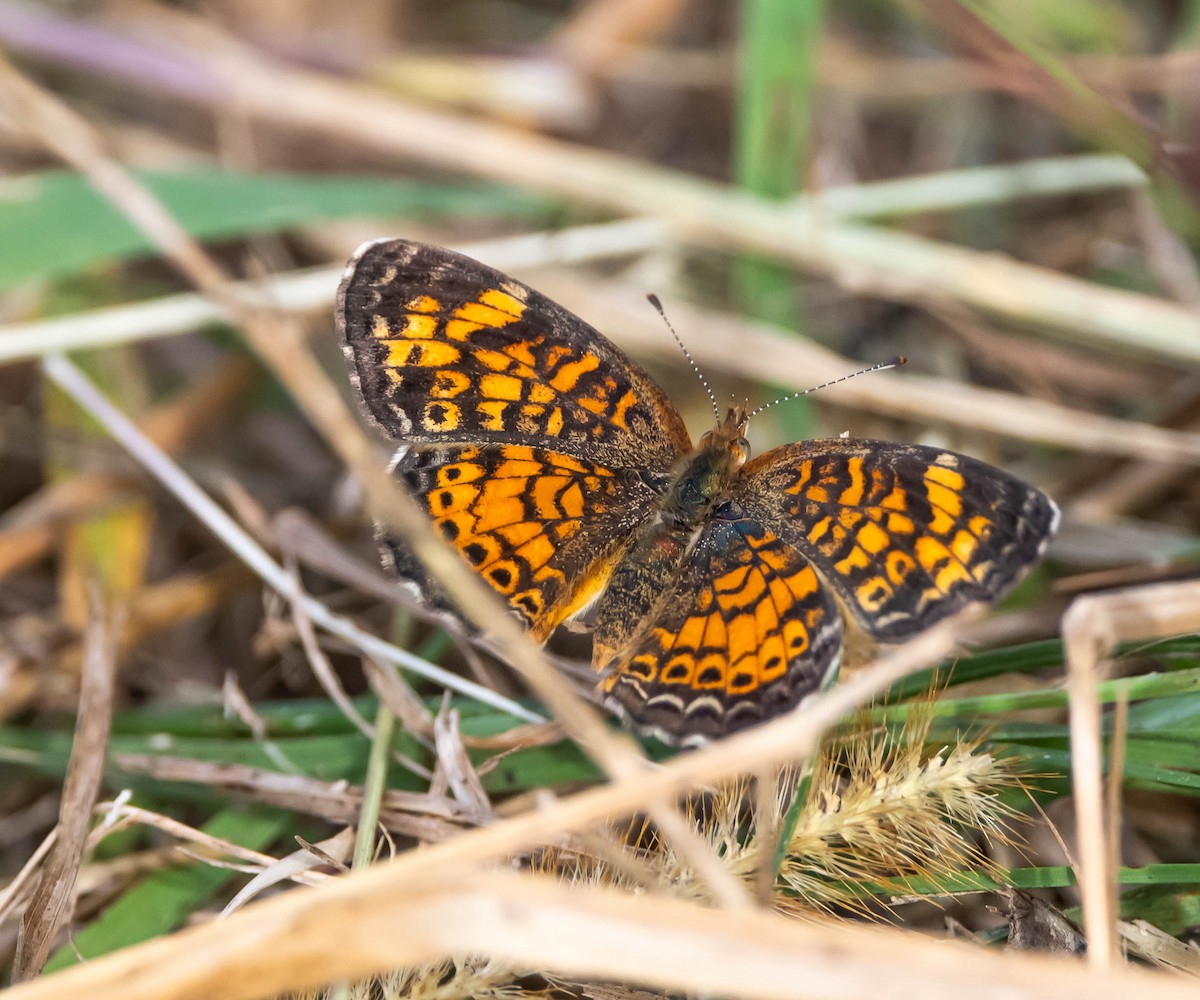 Pearl Crescent - ML642722460