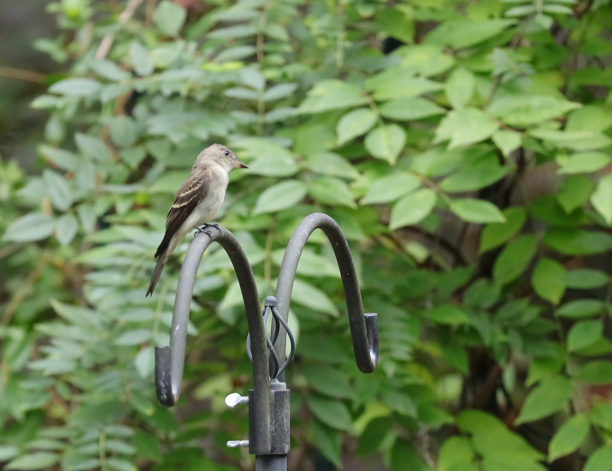 Eastern Wood-Pewee - ML642722475