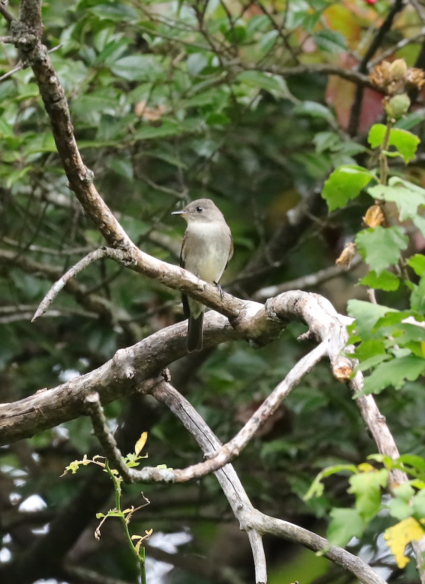 Eastern Wood-Pewee - ML642722481