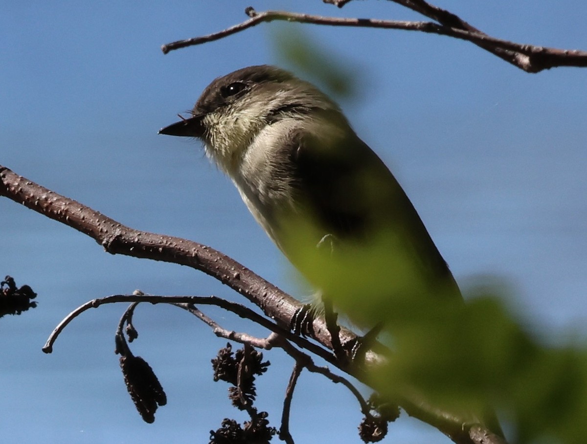 Eastern Phoebe - ML642722498