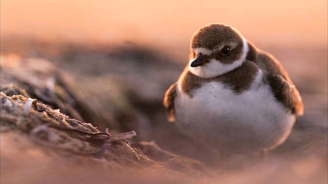 Semipalmated Plover - ML642722505