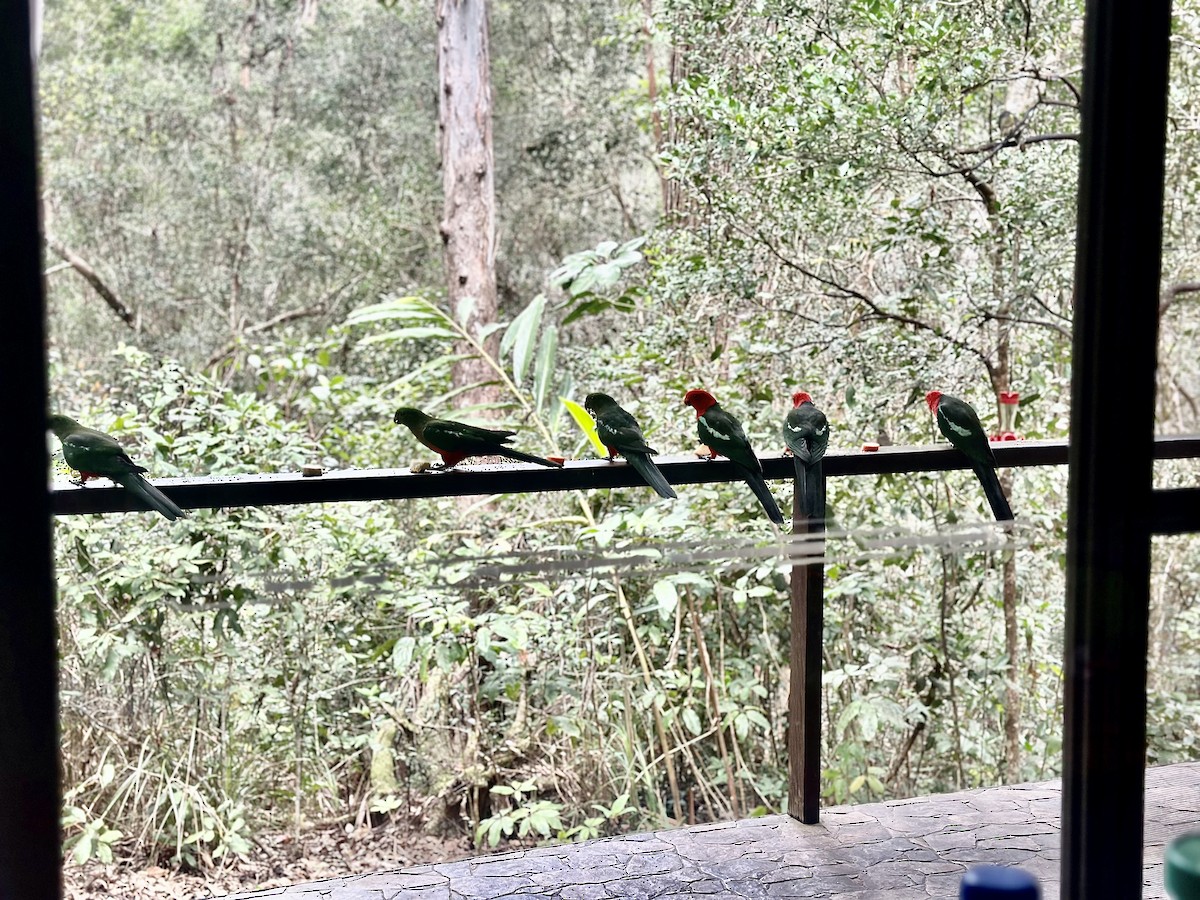 Australian King-Parrot - ML642722513