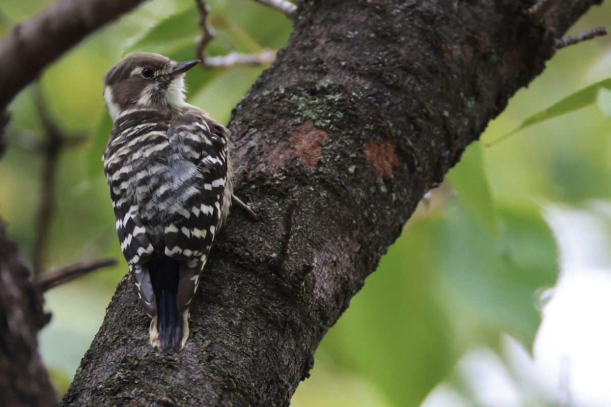 Japanese Pygmy Woodpecker - ML642722514