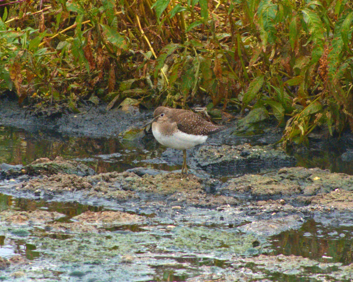 Solitary Sandpiper - ML642722517
