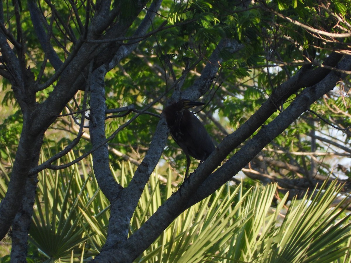 Rufescent Tiger-Heron - ML642722522