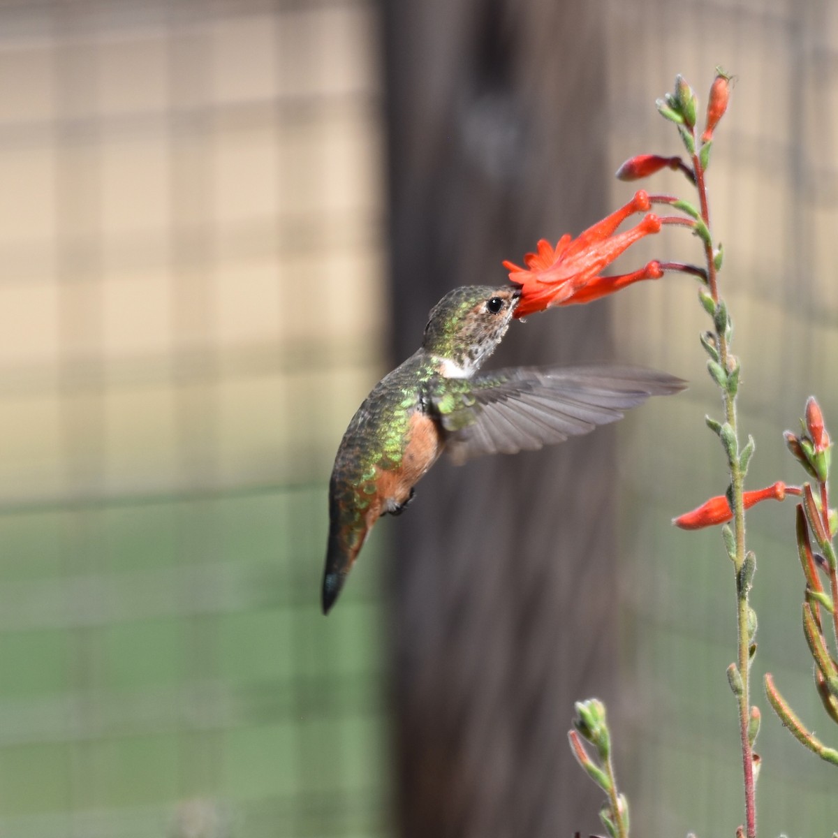Allen's Hummingbird - ML642722523