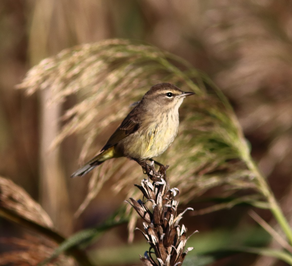 Palm Warbler - ML642722531