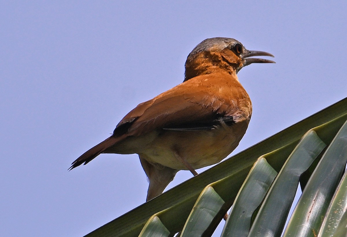 Caribbean Hornero - ML642722552