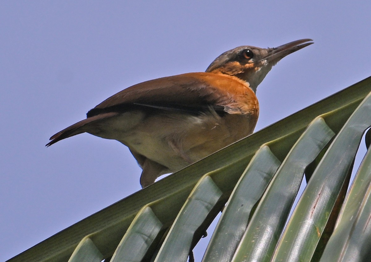 Caribbean Hornero - ML642722553