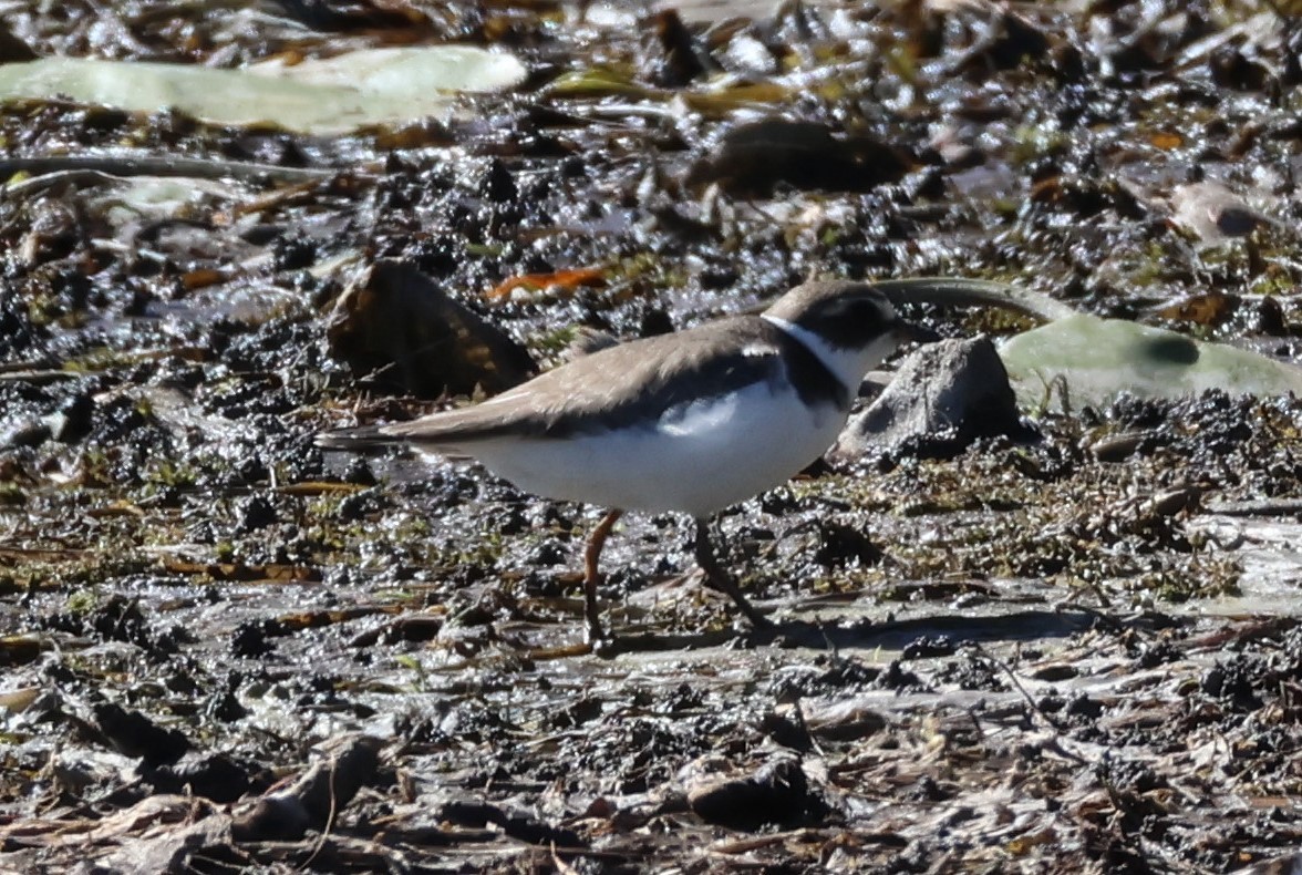 Semipalmated Plover - ML642722562