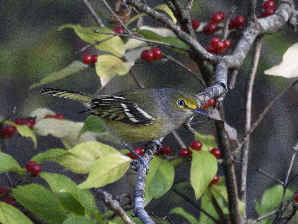 White-eyed Vireo - ML642722565