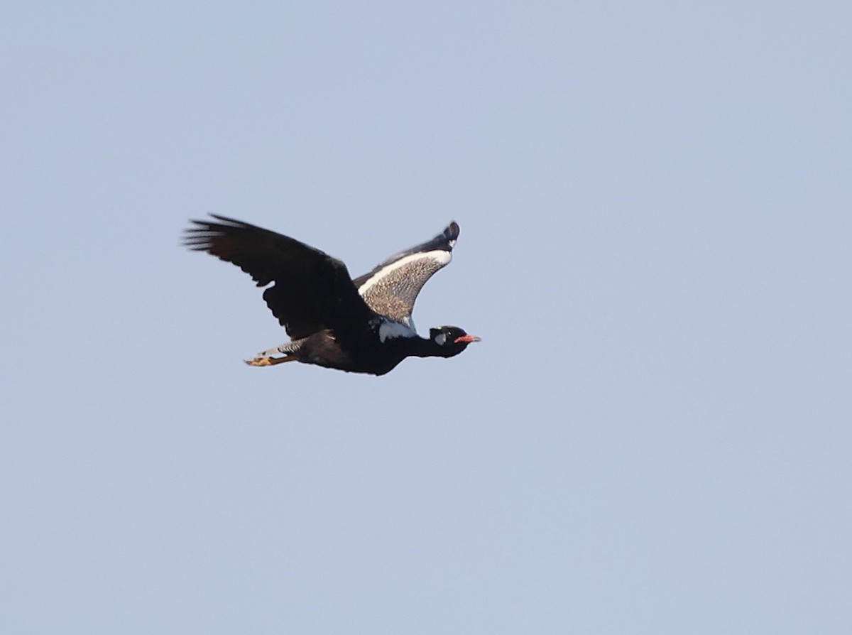 Black Bustard - ML642722572