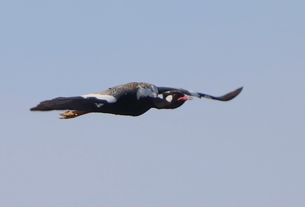 Black Bustard - ML642722586