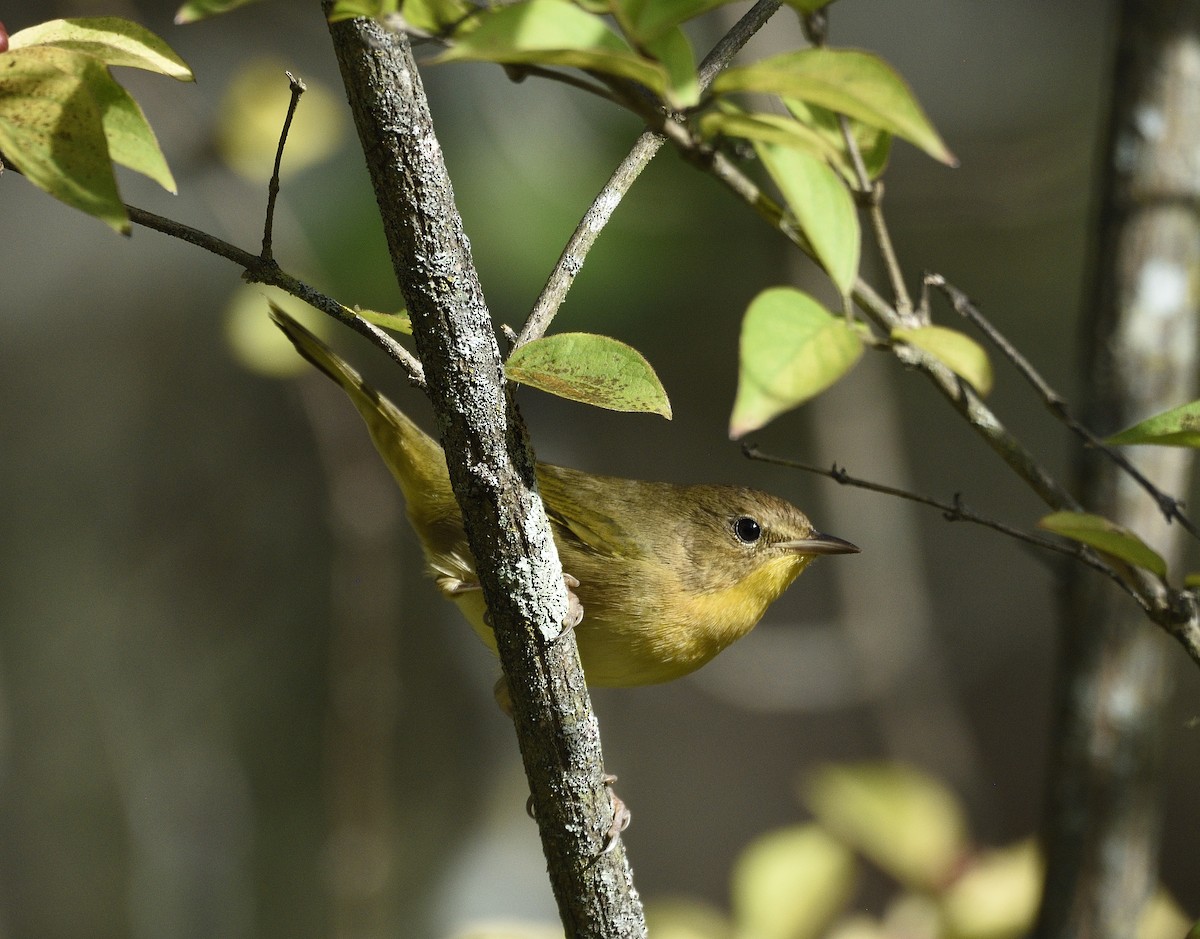 Common Yellowthroat - ML642722587