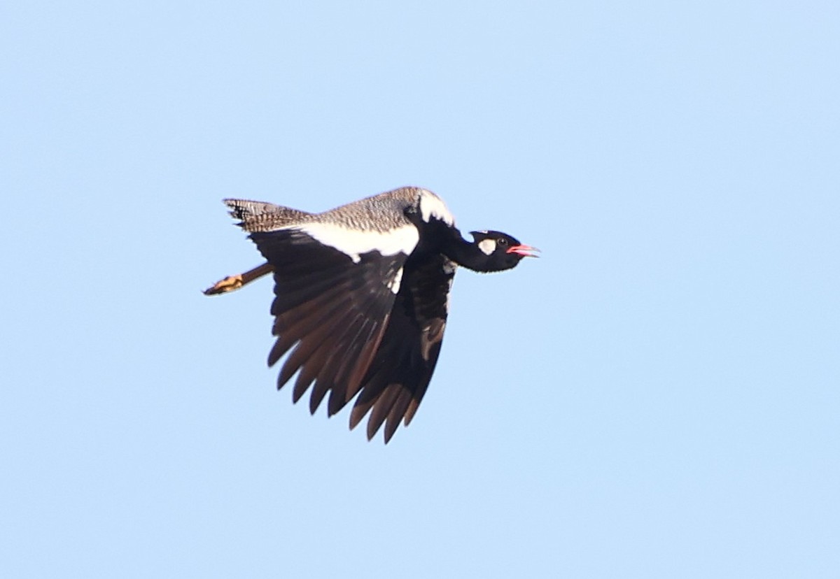 Black Bustard - ML642722593