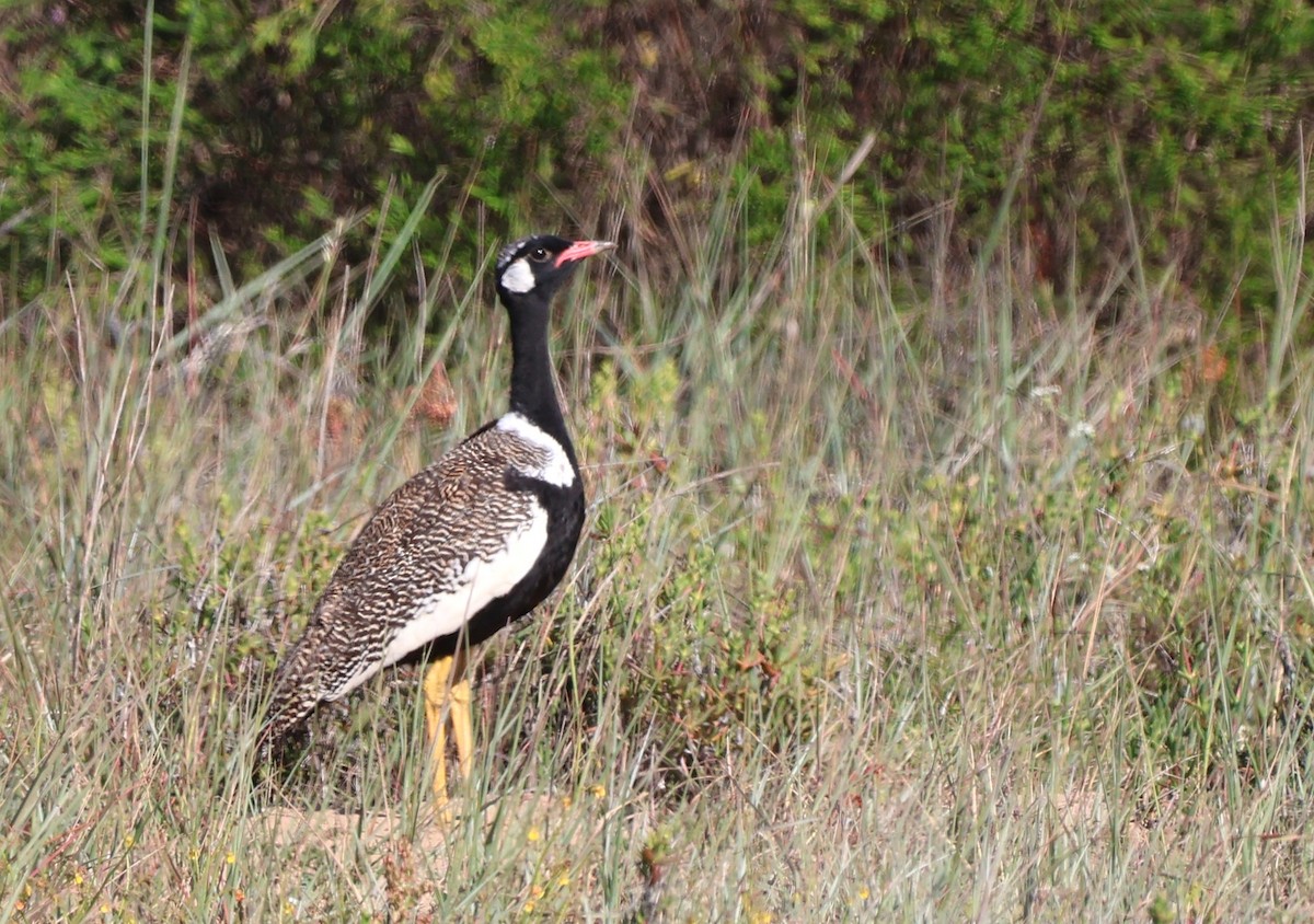 Black Bustard - ML642722600