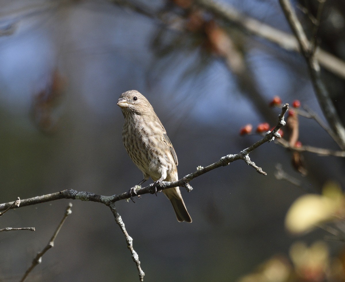 House Finch - ML642722601