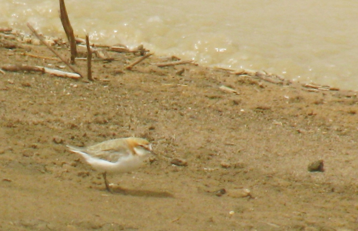 Red-capped Plover - ML64272261