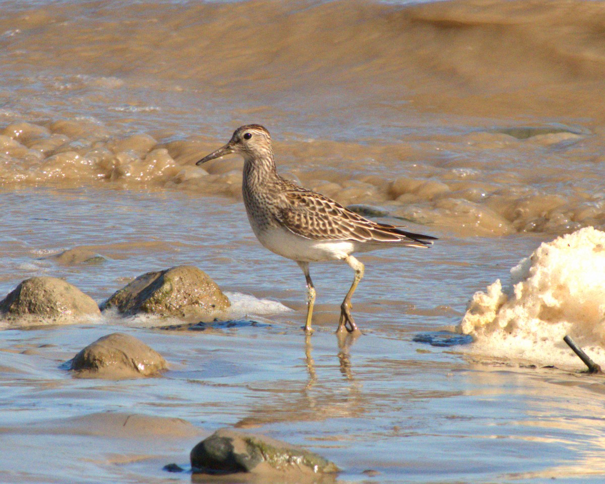 Pectoral Sandpiper - ML642722623