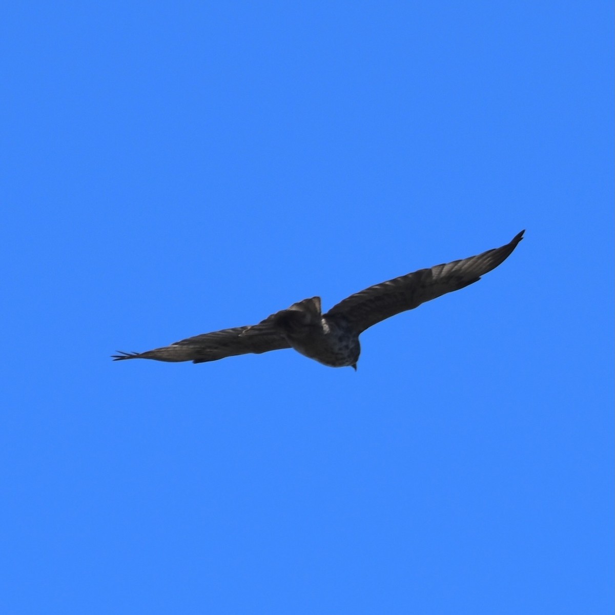 Hawaiian Hawk - ML642722638