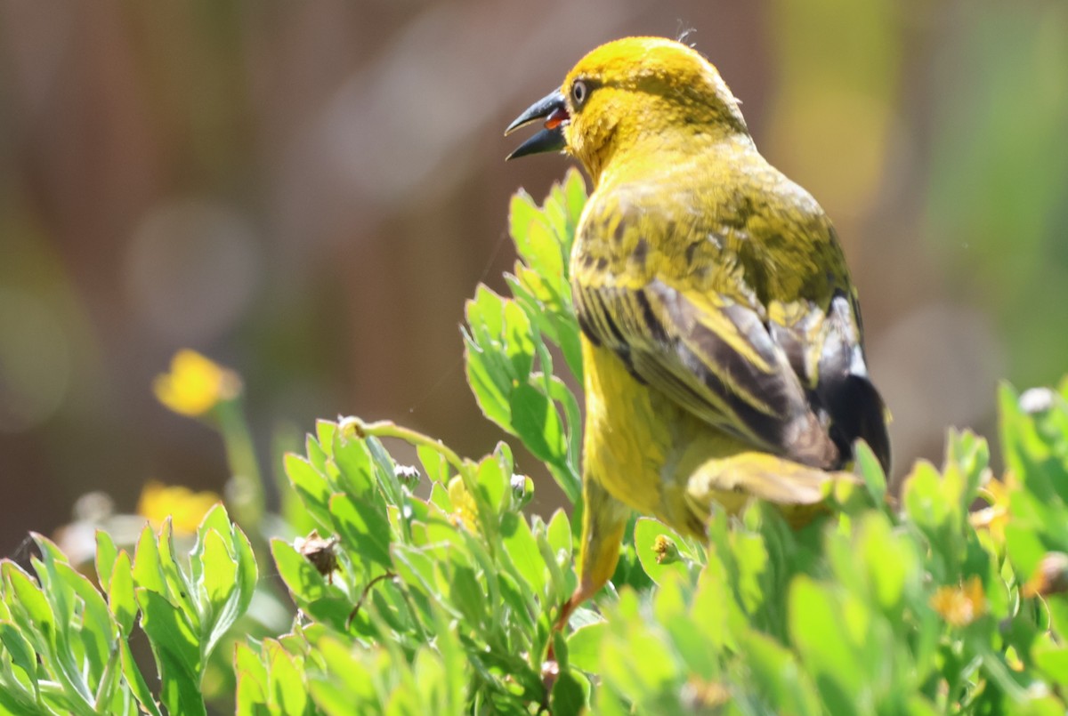 Cape Weaver - ML642722647