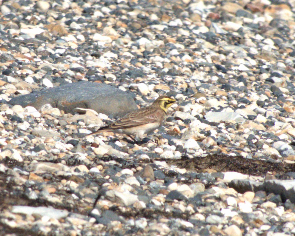 Horned Lark - ML642722648
