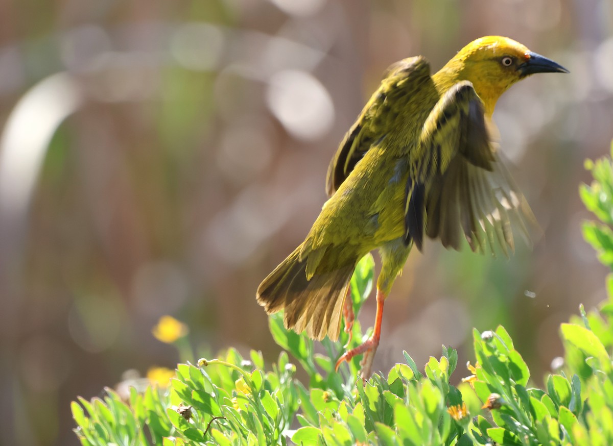 Cape Weaver - ML642722660
