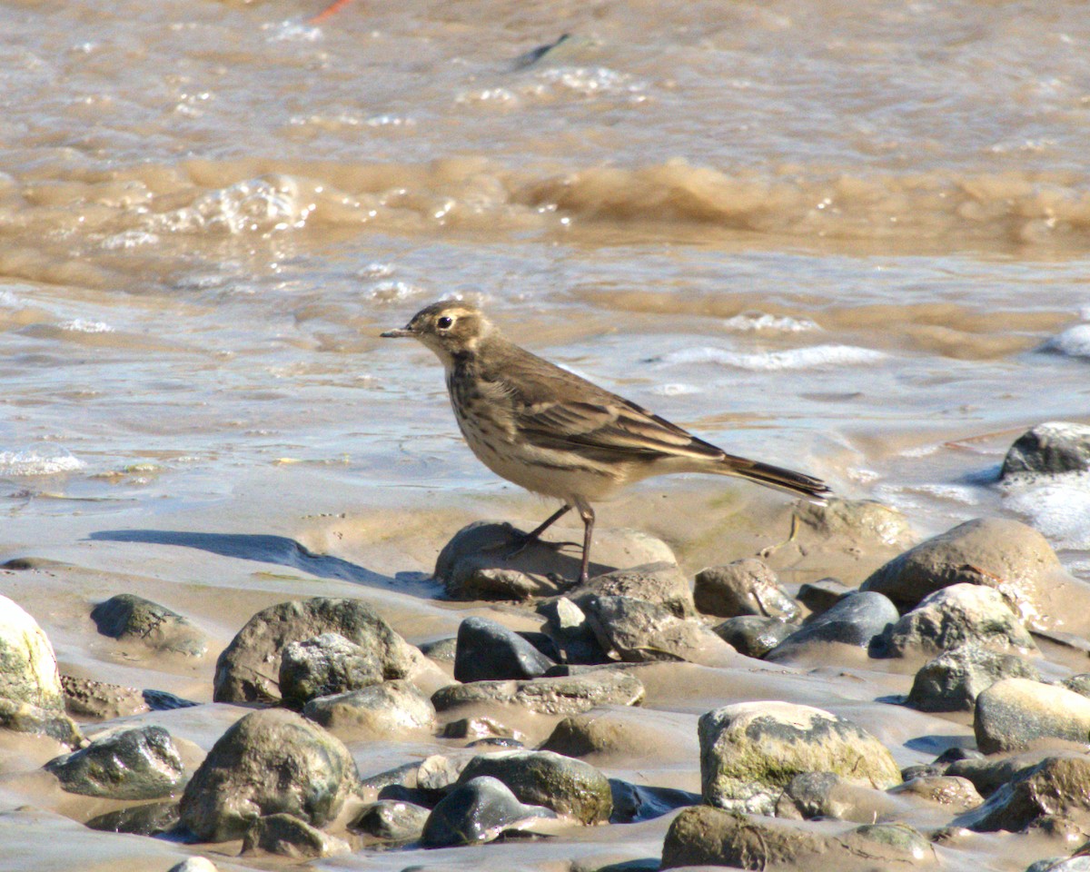 American Pipit - ML642722664