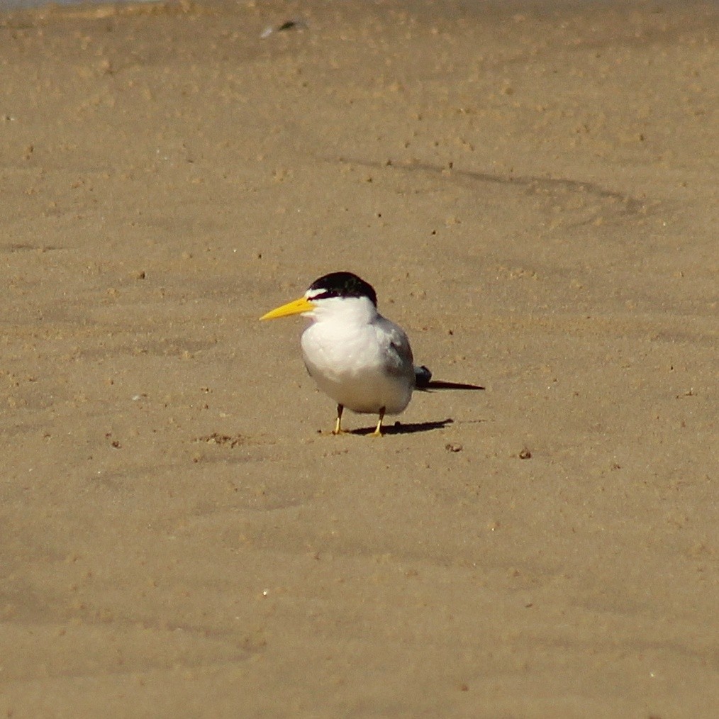 Yellow-billed Tern - ML642722672