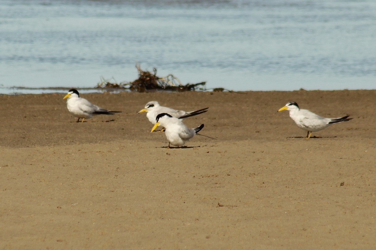 Yellow-billed Tern - ML642722673