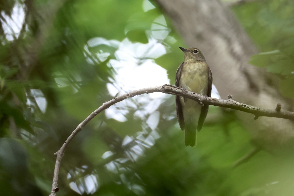 Narcissus Flycatcher - ML642722682