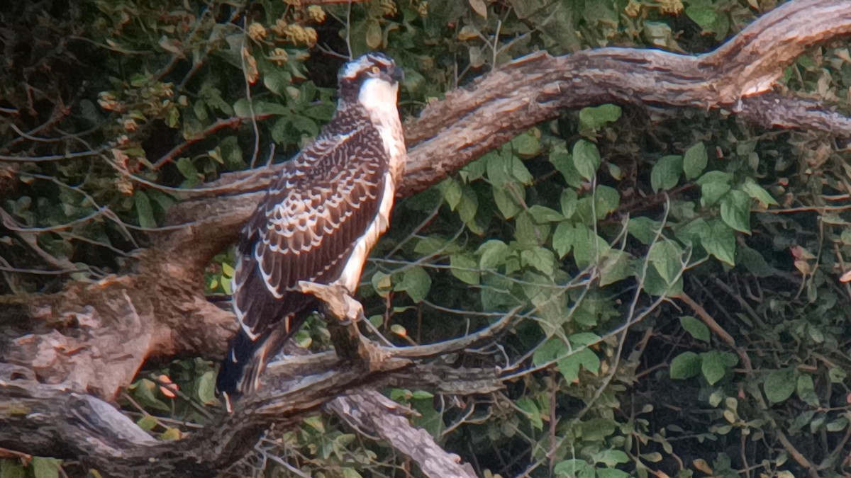 Osprey - ML642722698