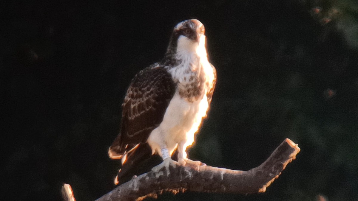 Osprey - ML642722713