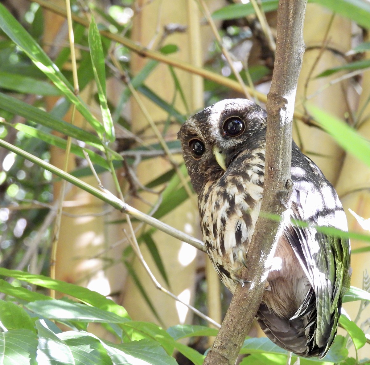 Mottled Owl - ML642722718