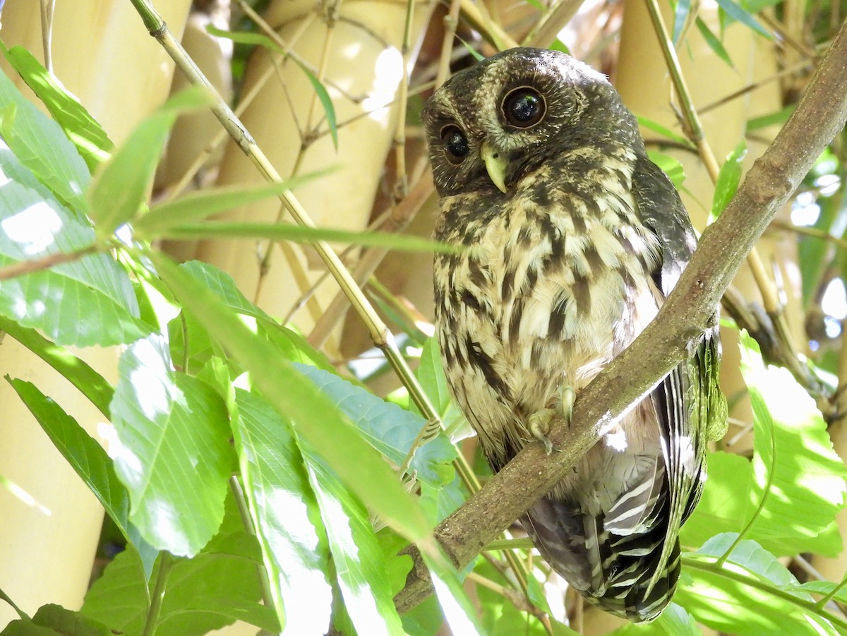 Mottled Owl - ML642722719