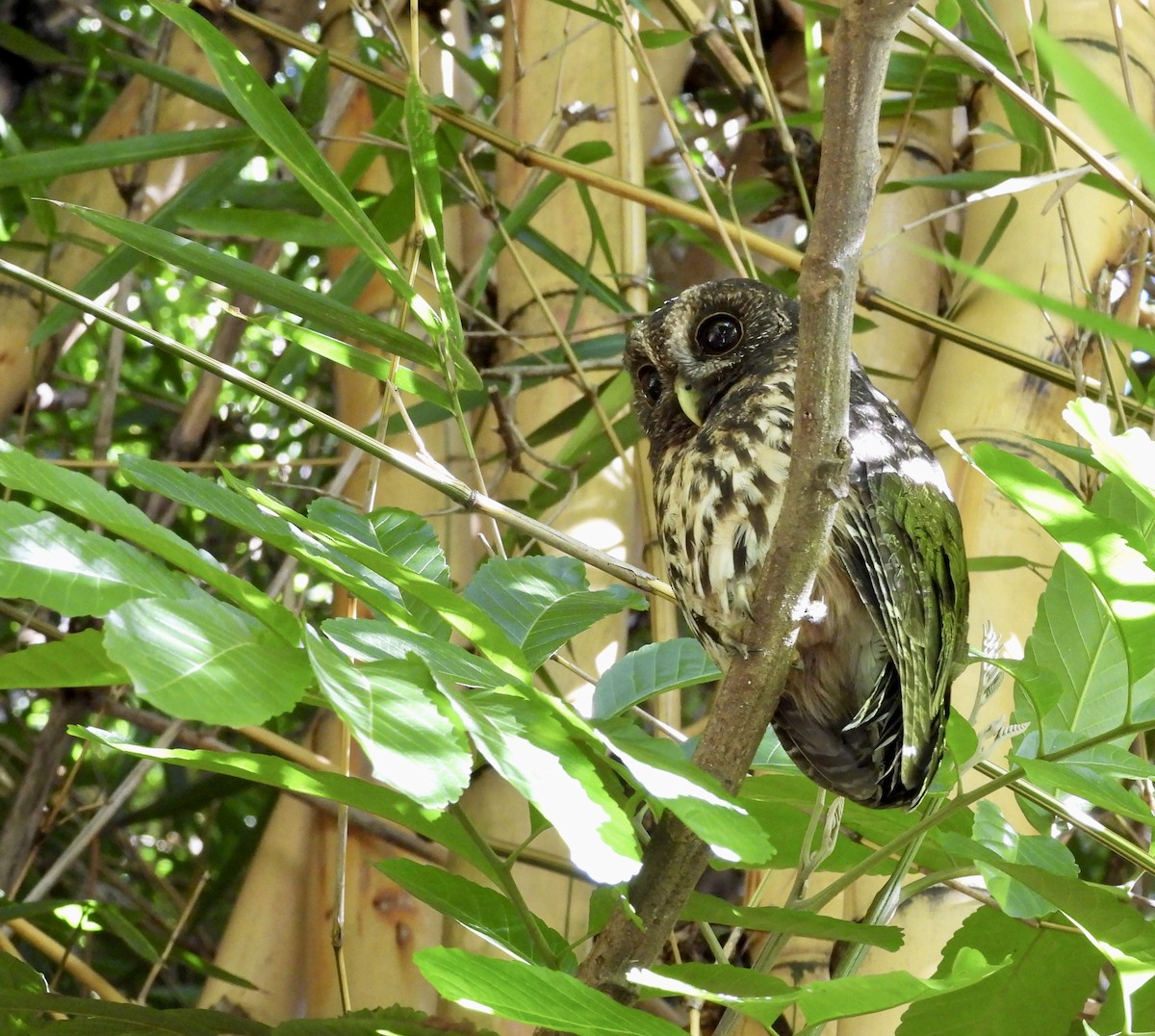 Mottled Owl - ML642722720
