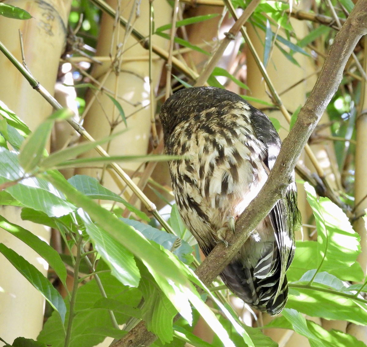 Mottled Owl - ML642722722