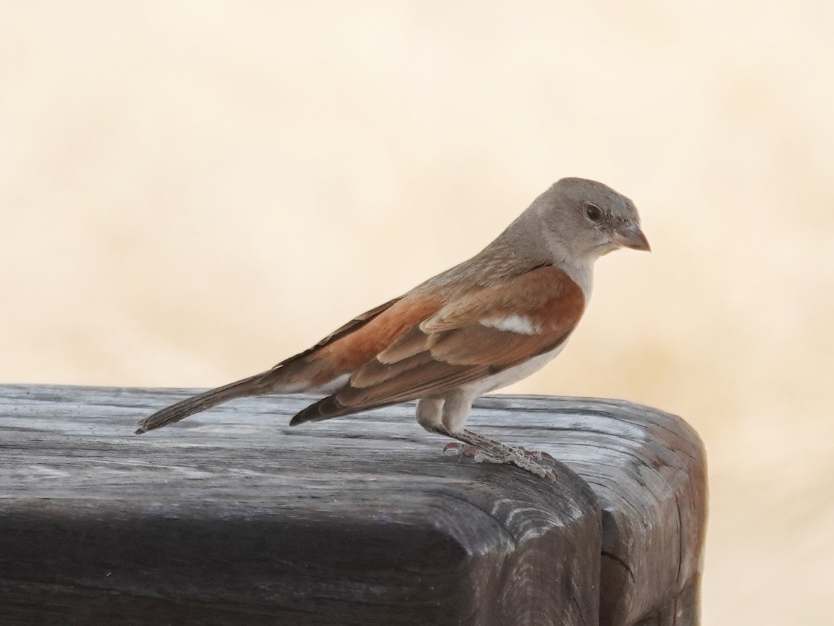 Southern Gray-headed Sparrow - ML642722728