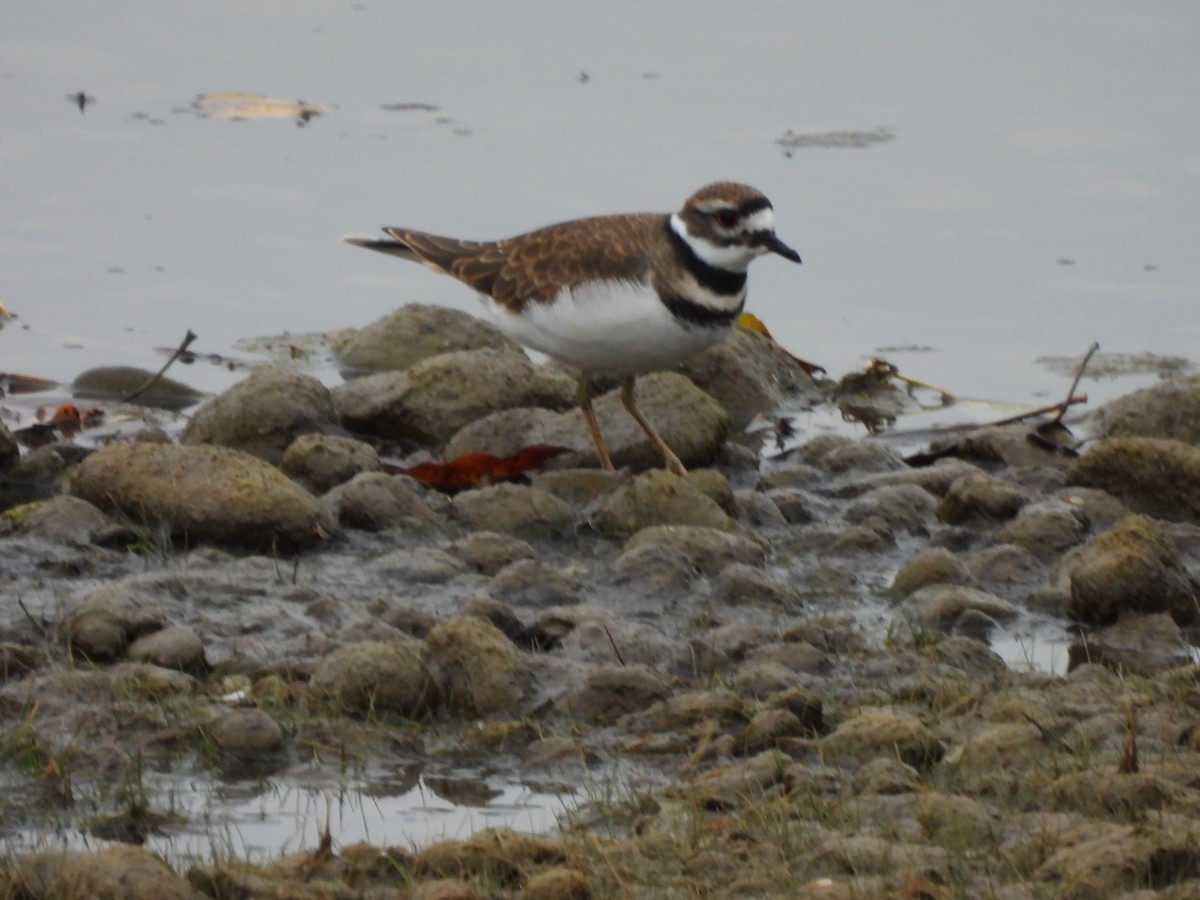 Killdeer - ML642722732