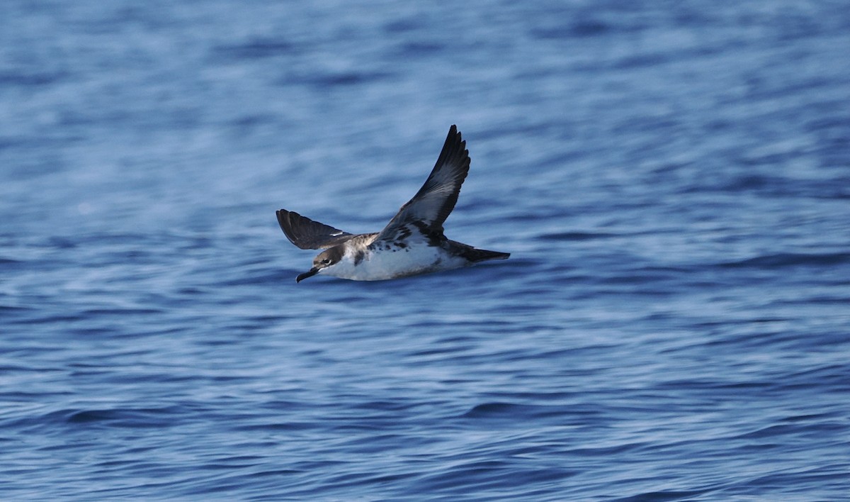 Great Shearwater - ML642722734