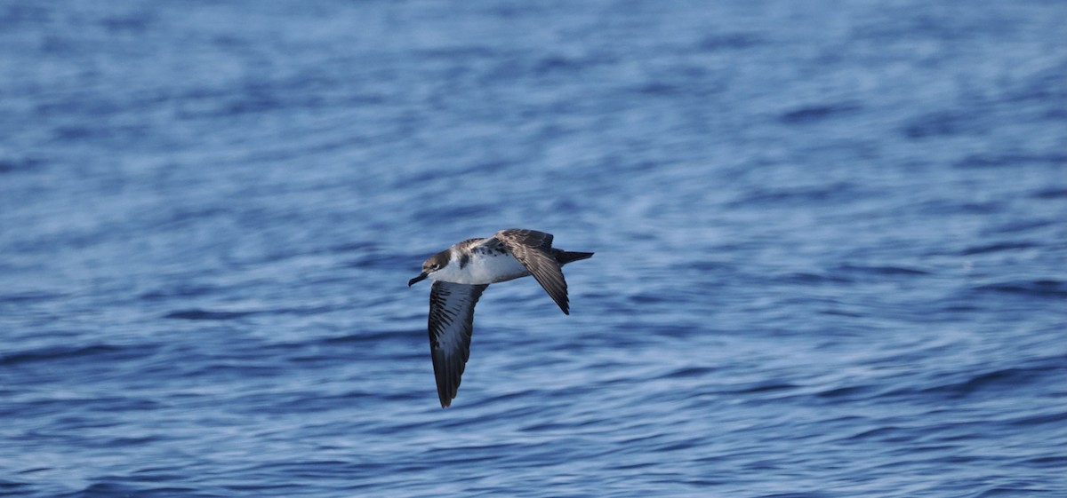 Great Shearwater - ML642722735