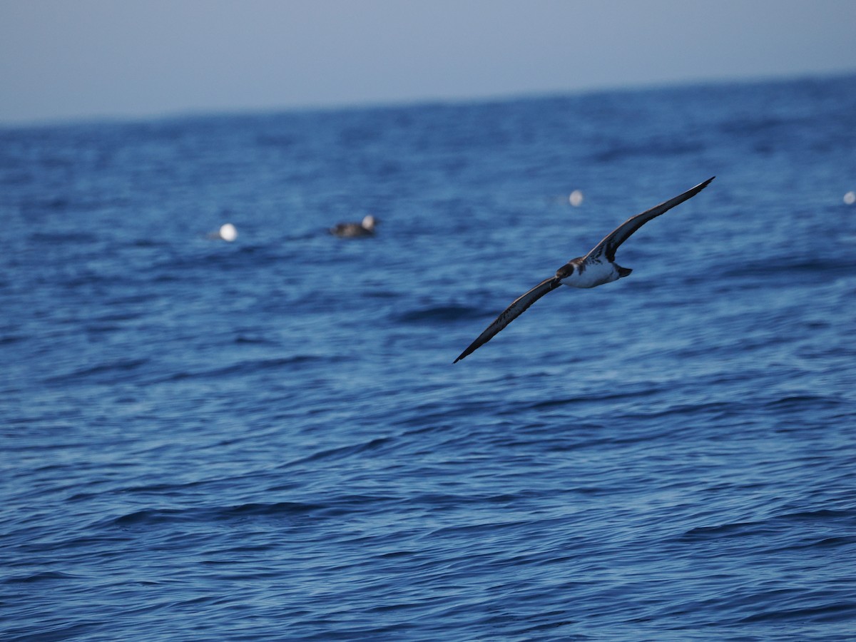 Great Shearwater - ML642722737