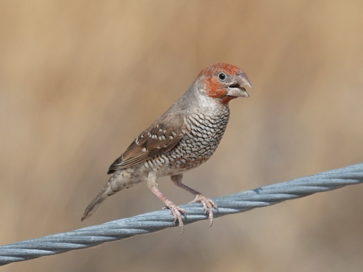 Red-headed Finch - ML642722739