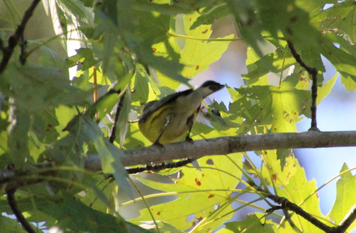 Magnolia Warbler - ML642722747