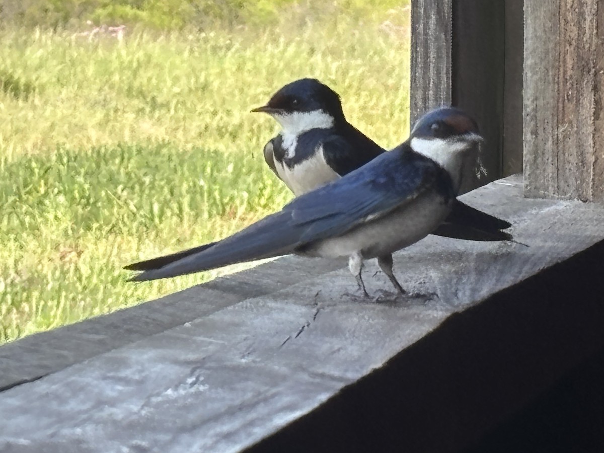 White-throated Swallow - ML642722776