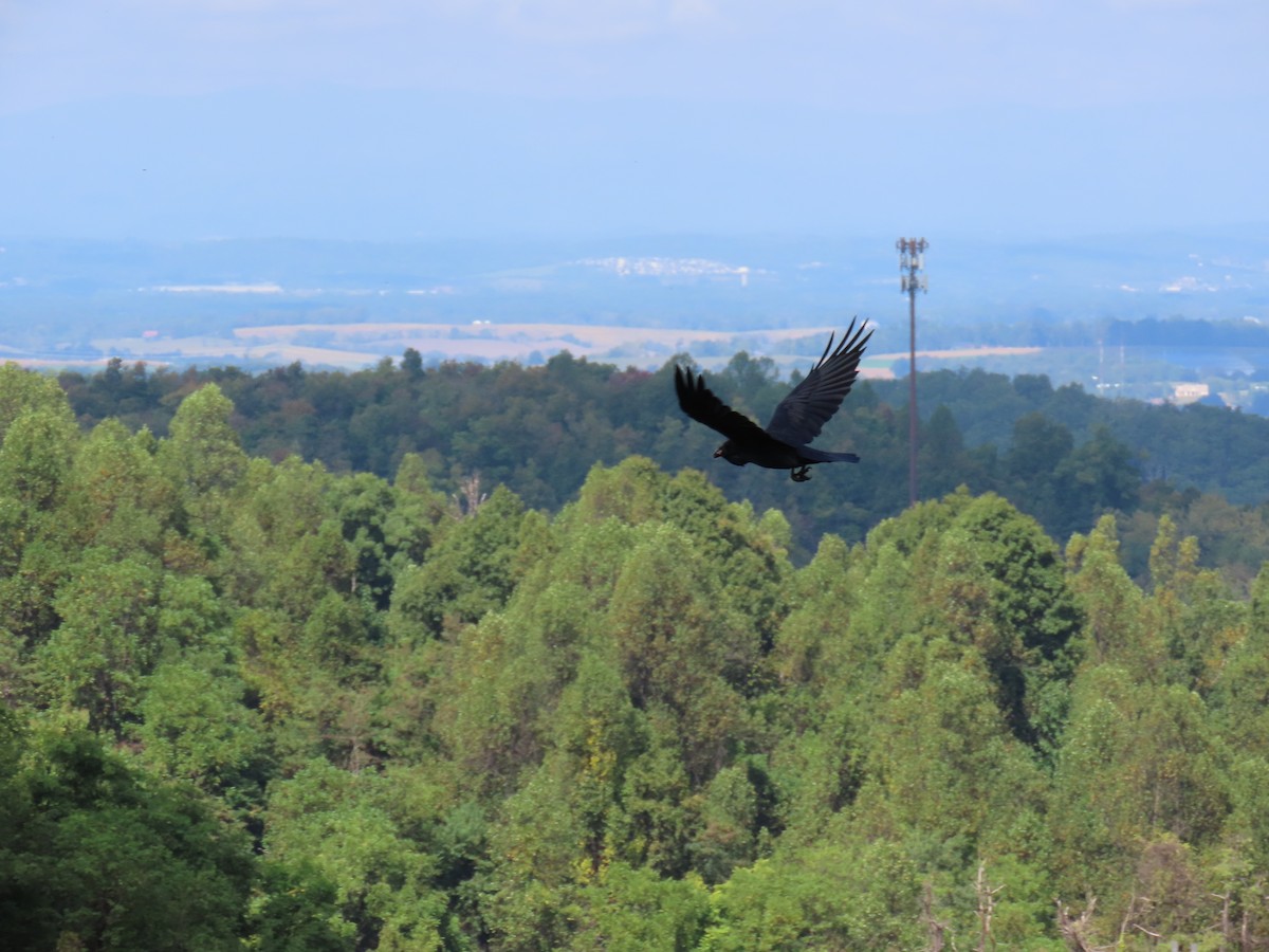 Common Raven - ML642722781