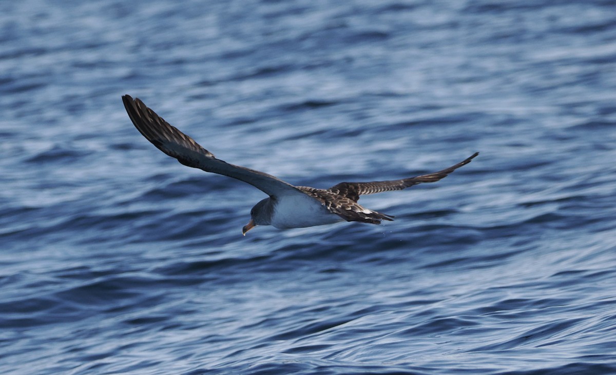 Cory's Shearwater - ML642722792