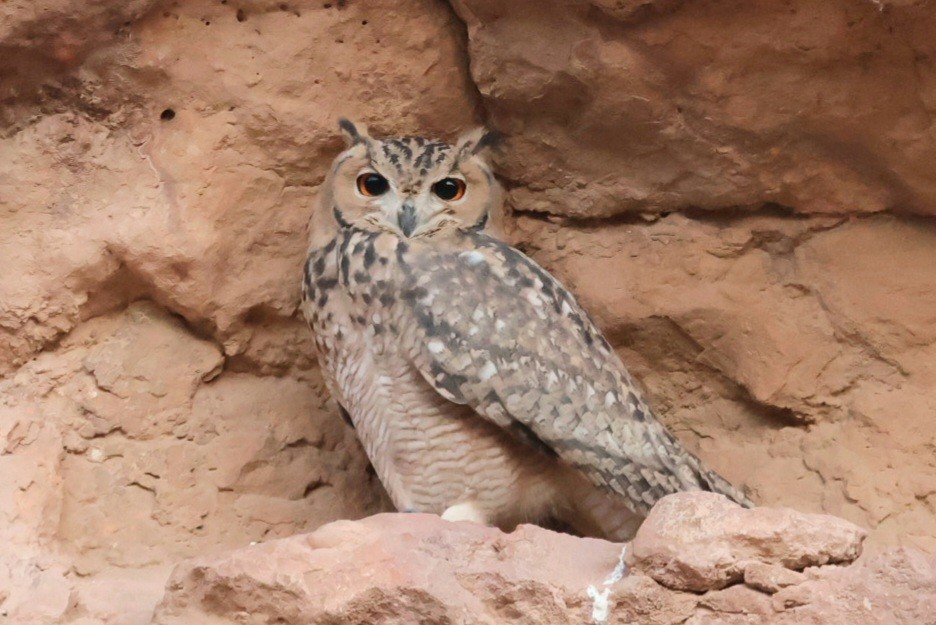 Pharaoh Eagle-Owl - ML642722795