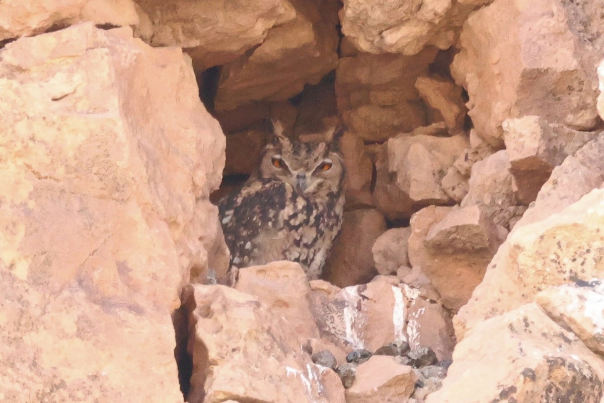 Pharaoh Eagle-Owl - ML642722796