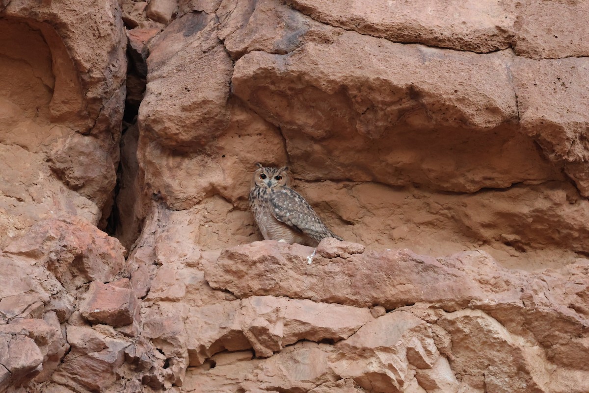 Pharaoh Eagle-Owl - ML642722798
